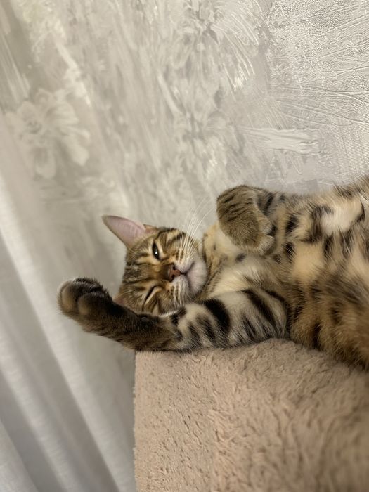 Бронь бенгальских котят