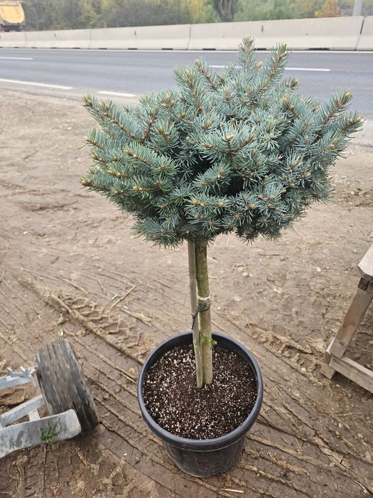 Artar japonez photinia maslin