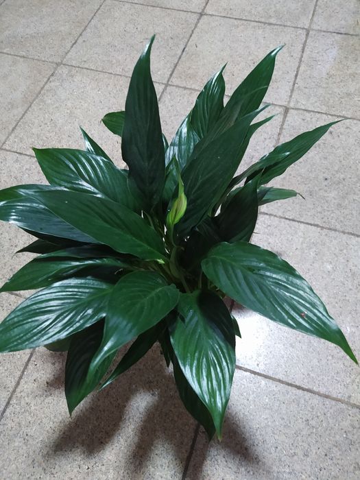 Продам цветы Женское счастье