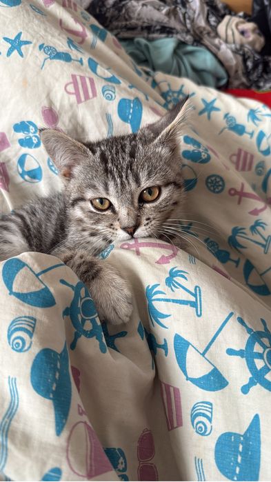 Продам ласковую кочешку 10000