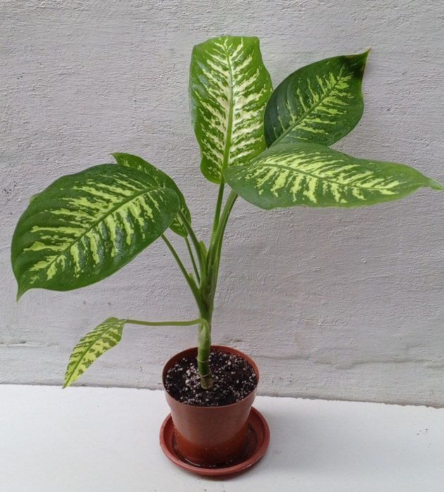 Диффенбахия Тропик Сноу.  Экзотические цветы для дома и офиса