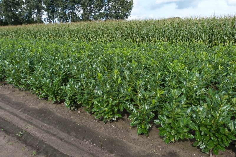 Prunus laurocerassus de la producator.