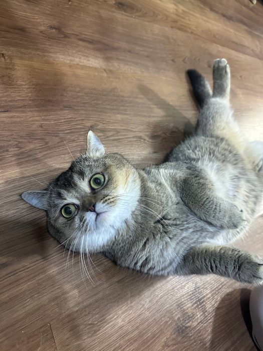 Котята британские шиншиллы