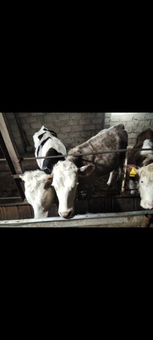 Сиыр бузаумен сатылады