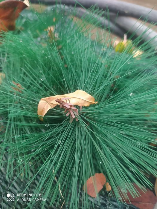 Арча ёлка 8 метр