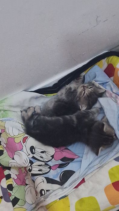 Манчкин котята 1 мальчик