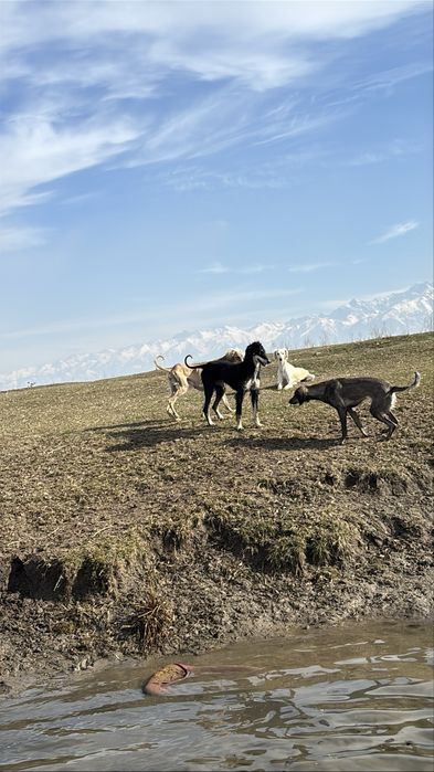 Тайған 1 жасар.