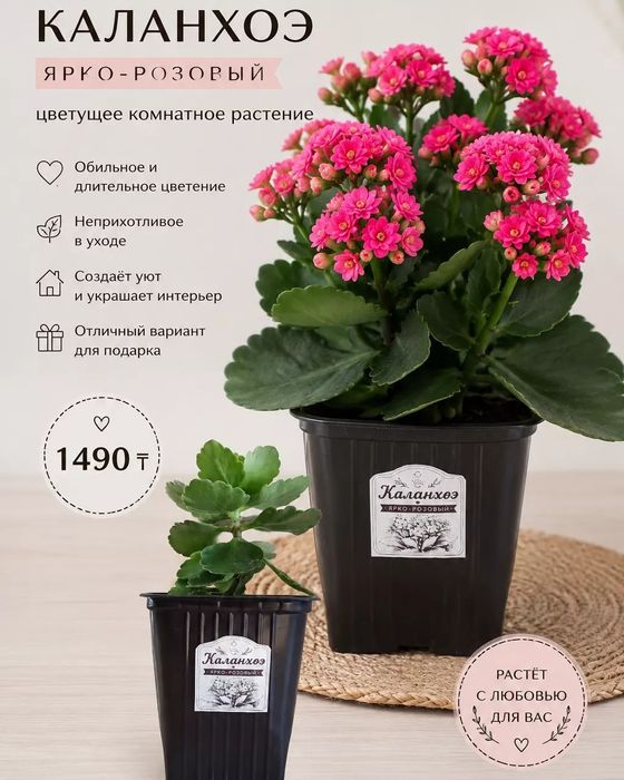 Каланхоэ розовый, жёлтый, красный
