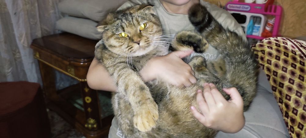 Шотландский веслоухий кошка скоттиш фолд