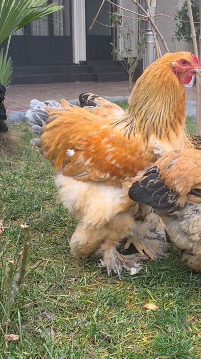 Brama tovuq tuxumi va joʻjasi sotiladi. Qoni va zoti tozasi.