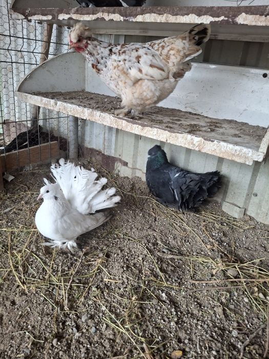 Porumbei voltati indieni