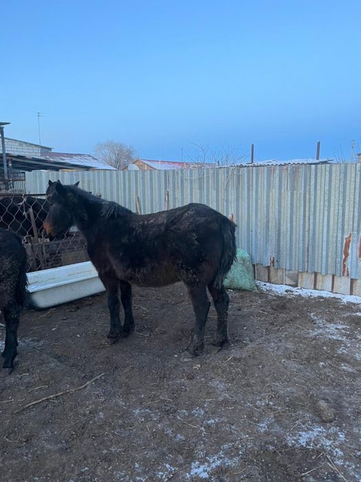 семиз бие мен жабагы сатылады
