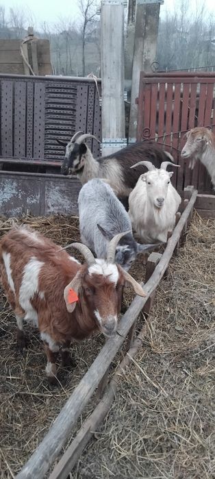 Capre tinere de vânzare