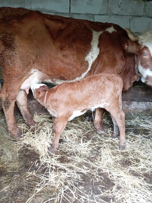 Vând vacă de 7 ani cu vițea
