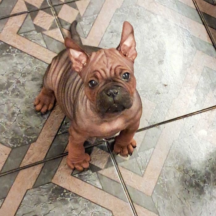 Chongqing Dog. Китайски булдог.