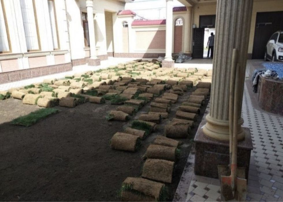 Рулонный газон Самарканд