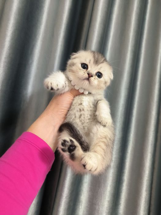 Котята от правильной вязки