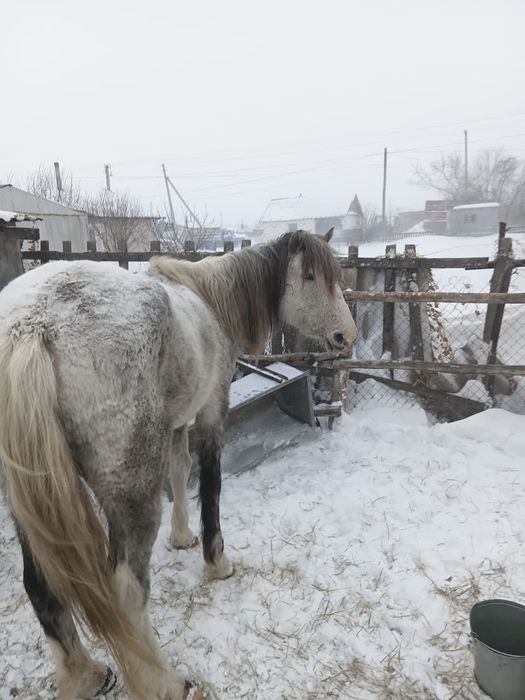 Продам Кобылу Кобылу
