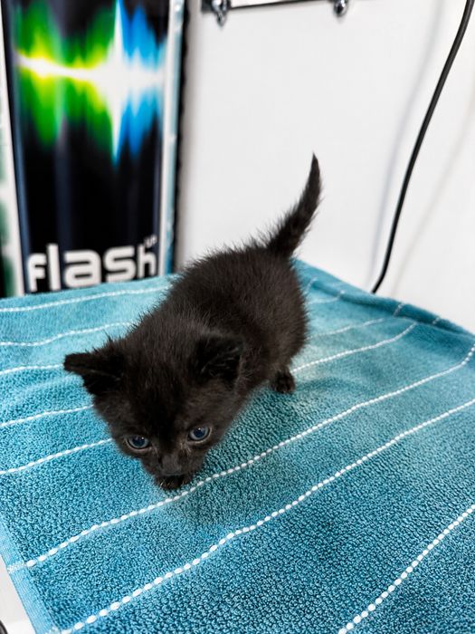 Котята бесплатно