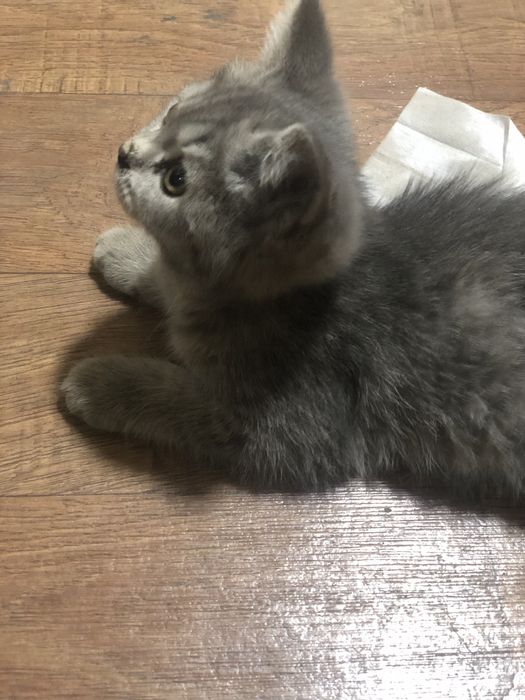 Eliza laqabli zotdor uy mushugi