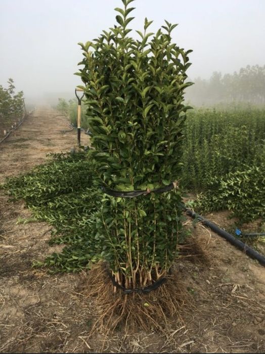 Gard viu lemn câinesc