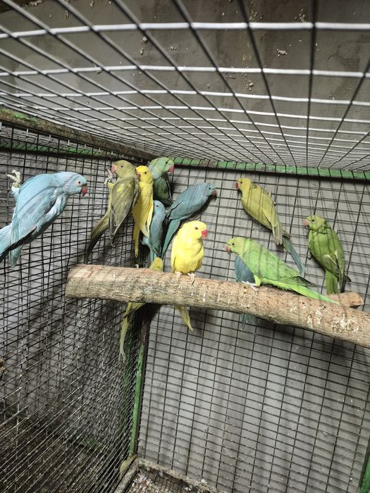 Papagali Micul Alexandru verde , albastru , galben