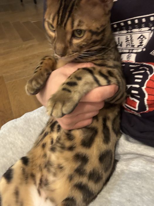 Продам котика бенгал