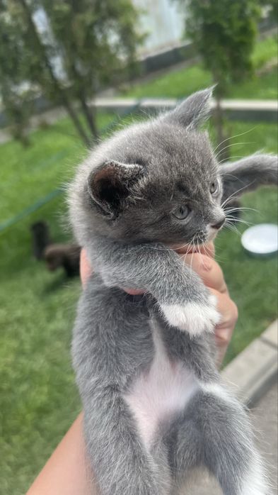 Отдам котят в хорошие руки