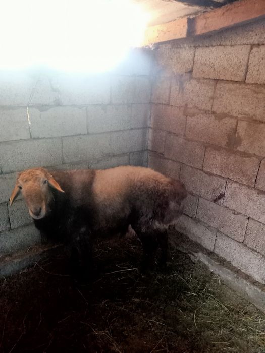 Қошқар сатылады семіз