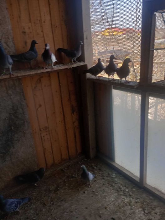 Porumbei voiajori de concurs de toate felurile