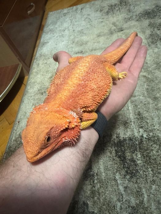 Agame cu barba pereche