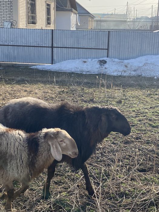 Кошкар 3х годовалый