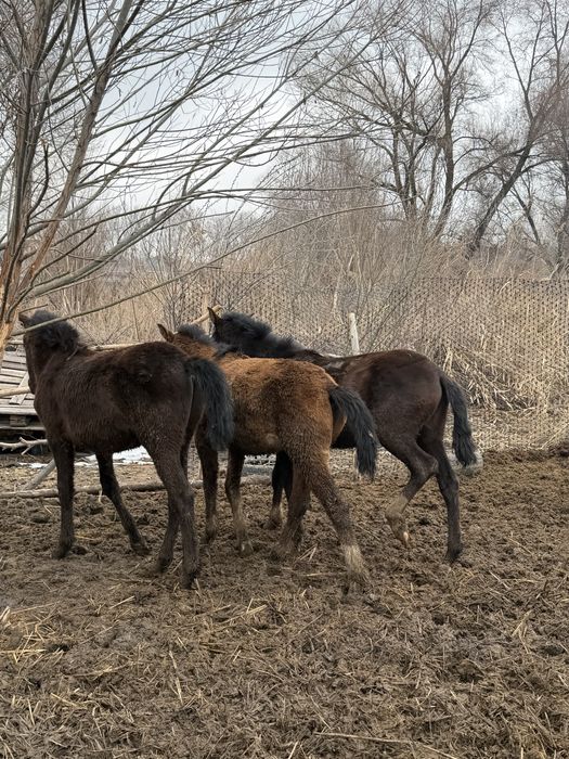 Тай жабагы жеребчики