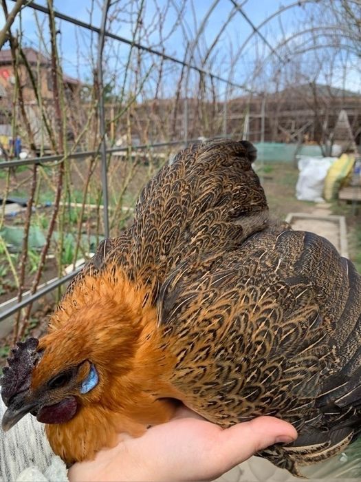 Золотой Лакадензи (Лакендази Lakendazi) жўжалари сотилади — Шифобахш т