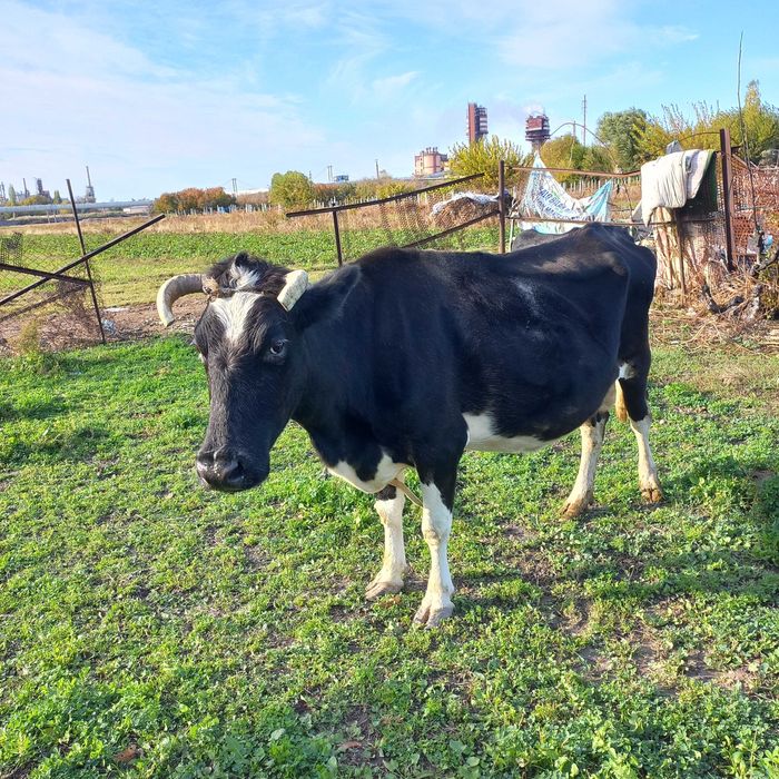 Chirchiq shahridan zotdor sigir