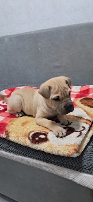 Продаю щенков Породы Шарпей