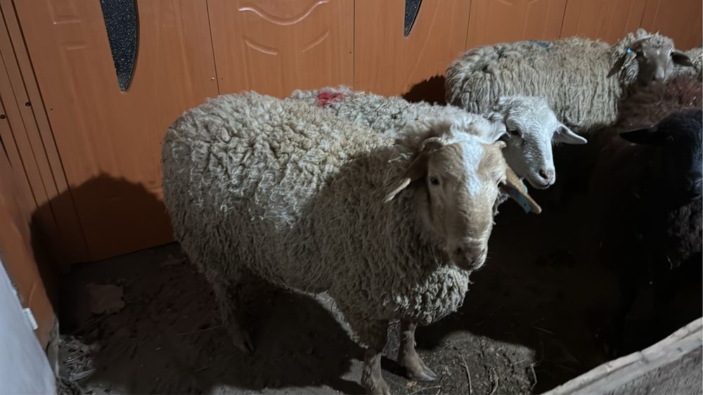 Қой тоқты қошқар