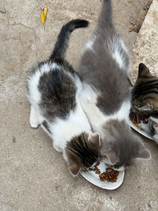 3 котенца търсят нов дом