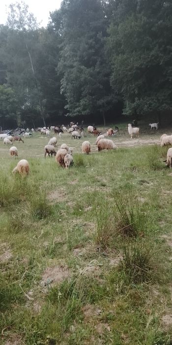 Vând oi și capre