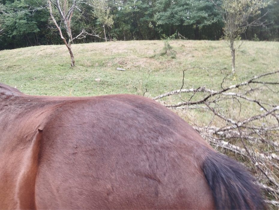 Mânz semigreu murg din cai de talie mare