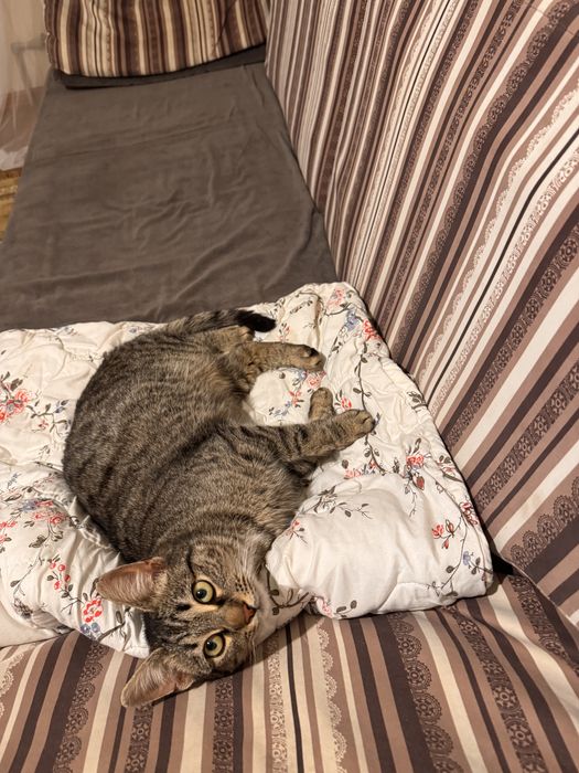 Отдам добрые руки кота