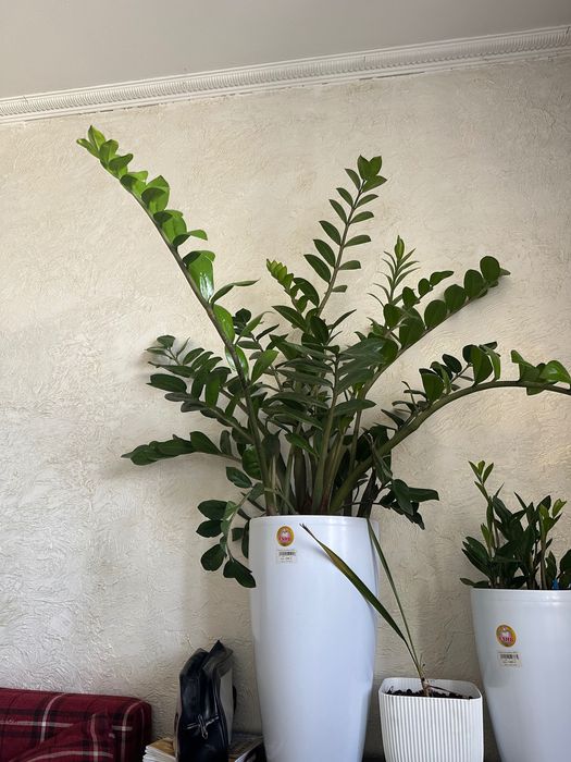 Цветы Замиокулькас