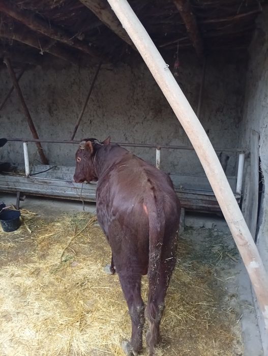 Buqa sotiladi narxni kelishamiz