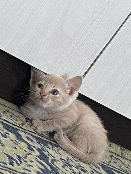Отдам котят бесплатно