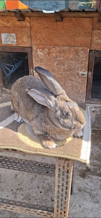 Femelă uriaș german linie foarte bună