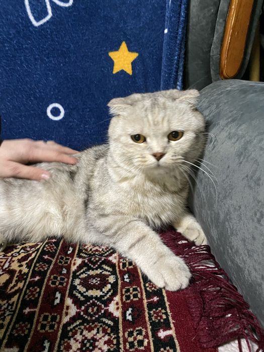 Отдам в хорошие руки