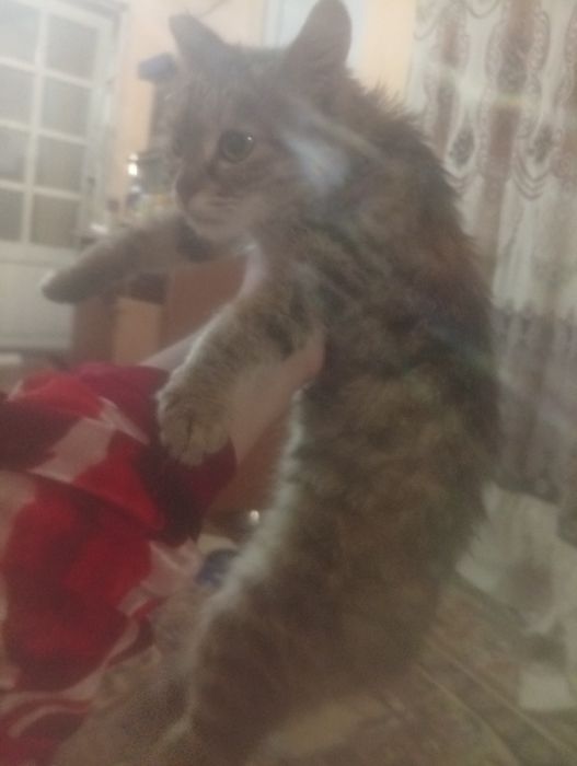 Одам даром в хорошие руки