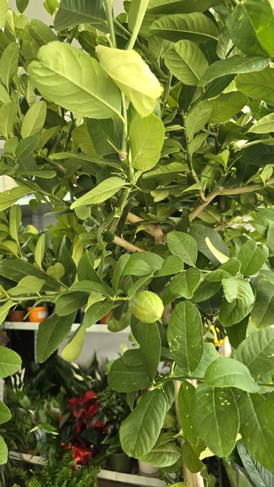 Дерево лимона с плодами. Лимон.  Цитрус.