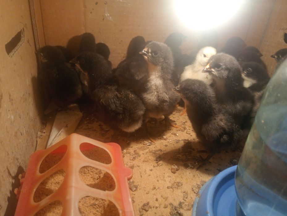 Продам цыплят домашних.