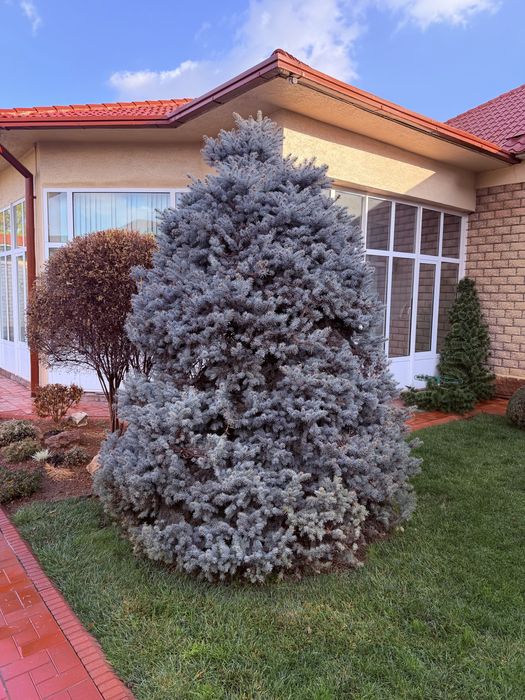 Голубая ель - Арча кук 3+ метра